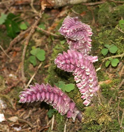Lathrée écailleuse