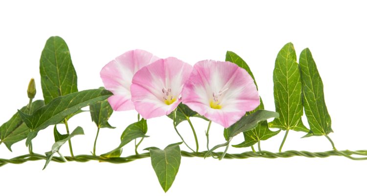 schema liseron qui enroule une fleur