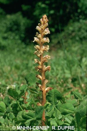 Orobranche minor