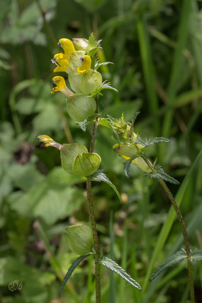 rhinanthus minor