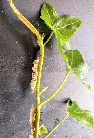 les racines modifiées du lierre