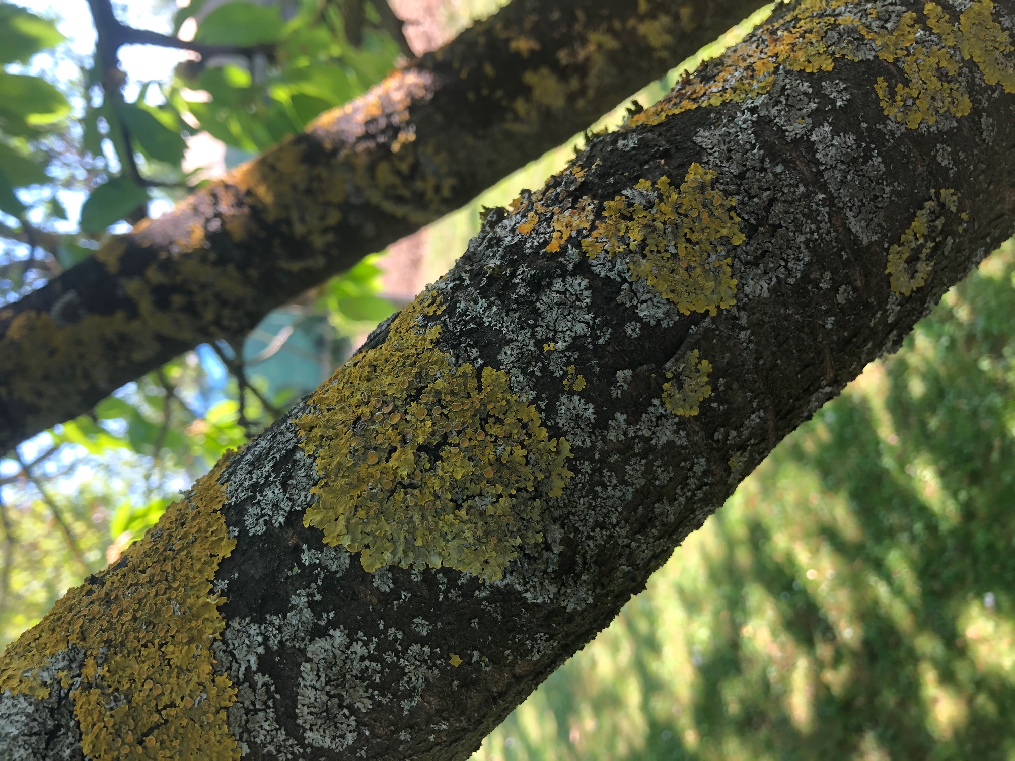 Lichen