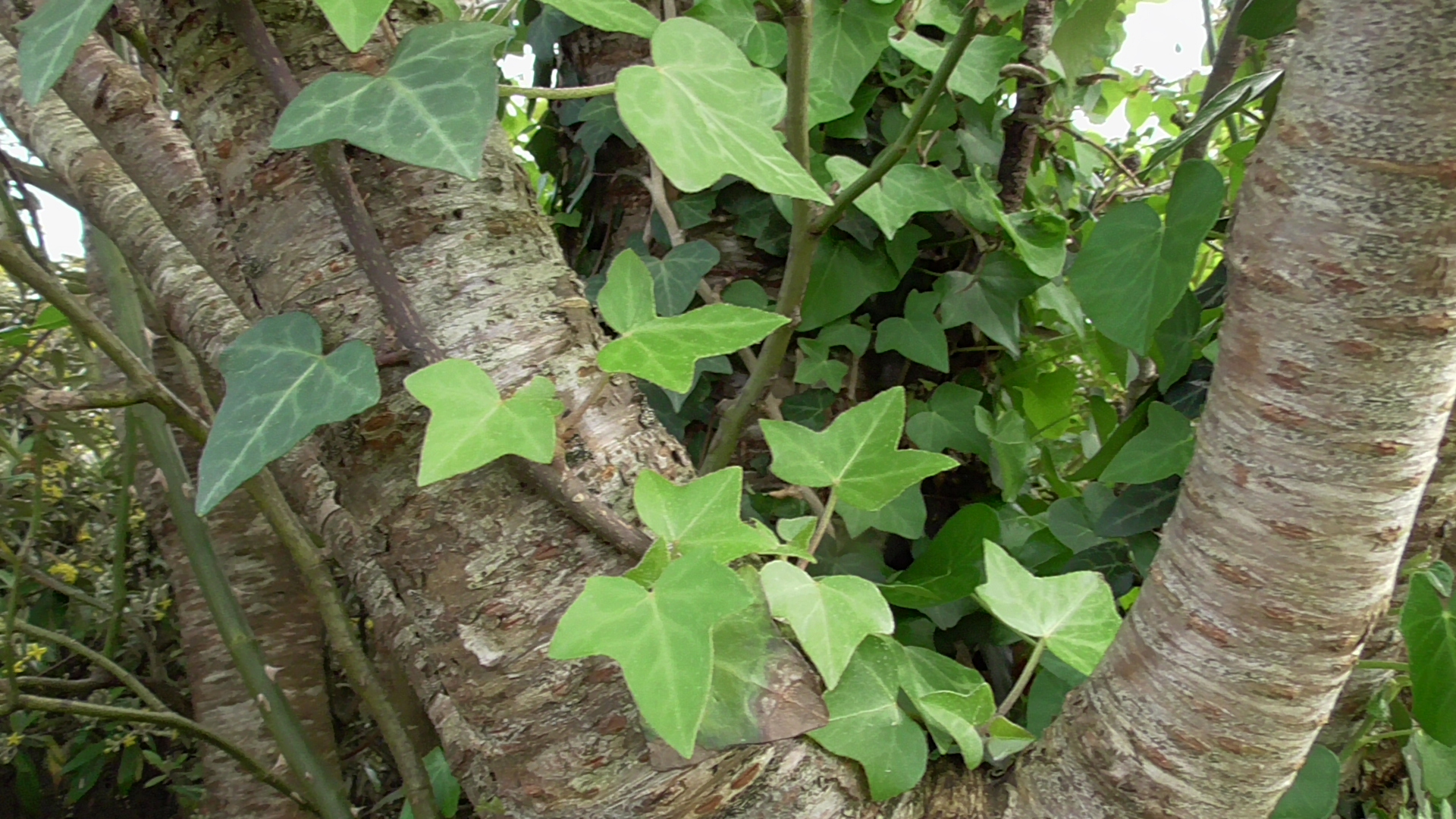 le lierre entoure le tronc et les branches d'in merisier