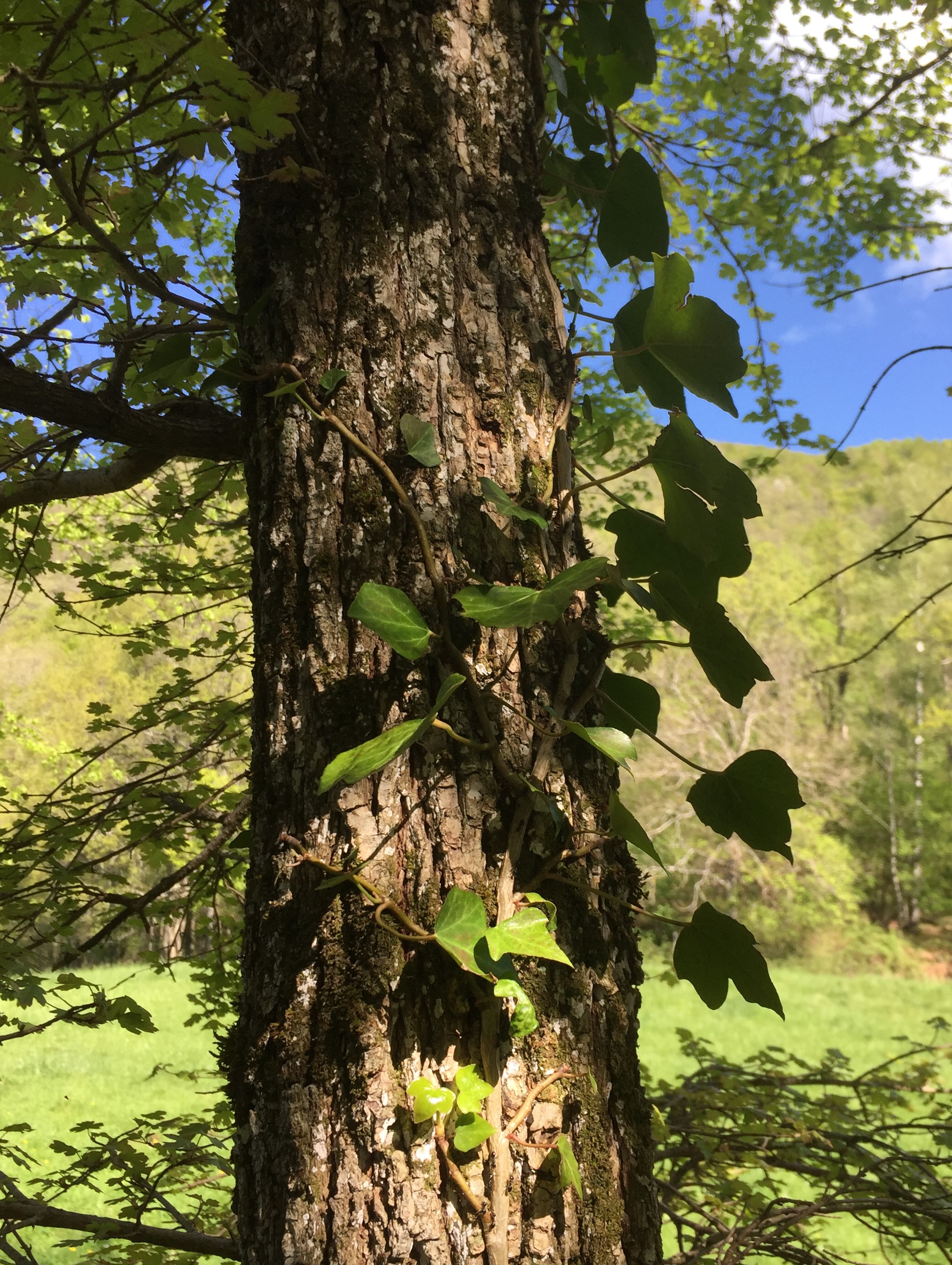 Un érable champêtre et un lierre