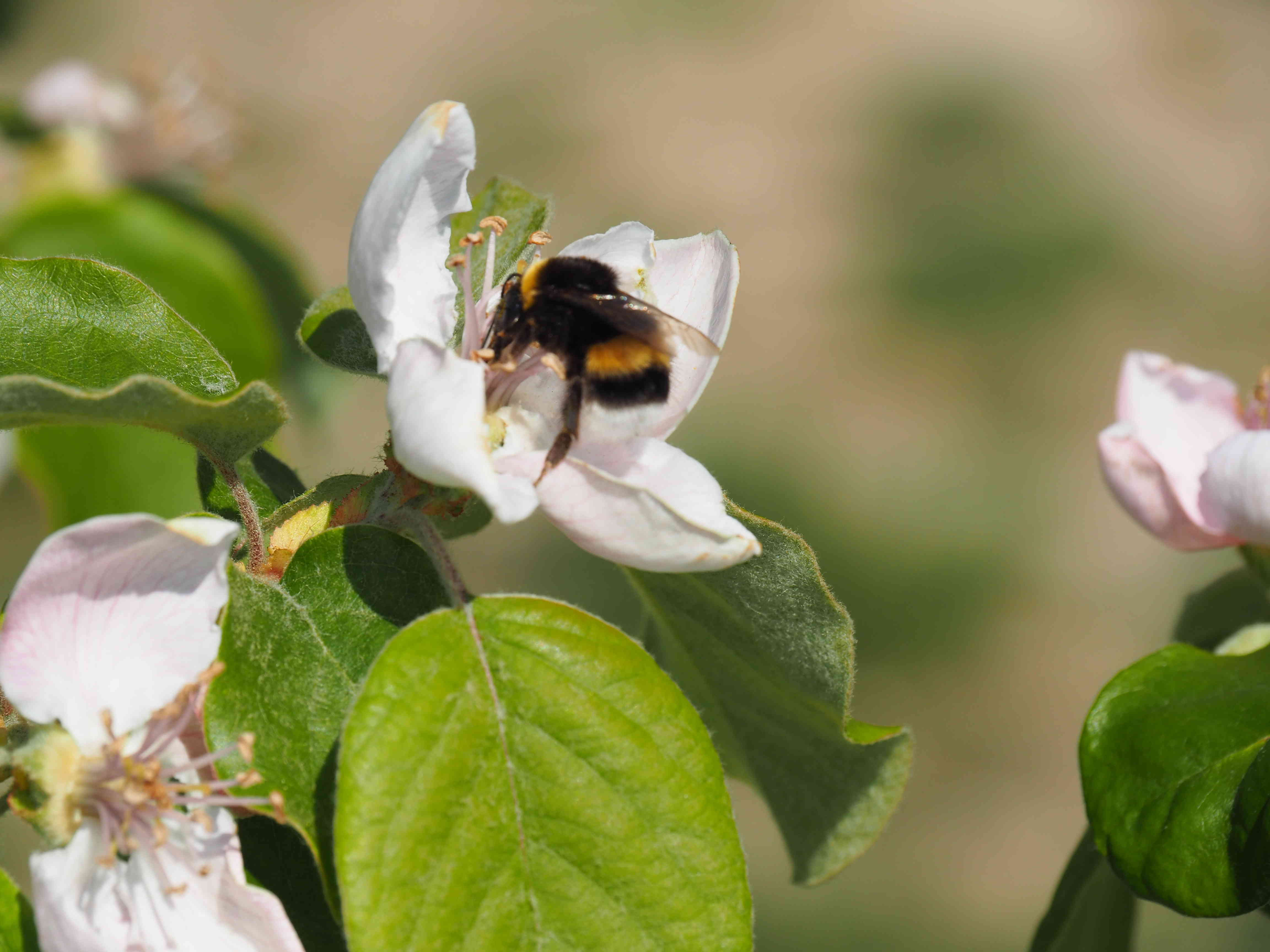 cognassier et le bourdon