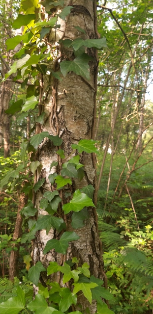 lierre sur un chêne