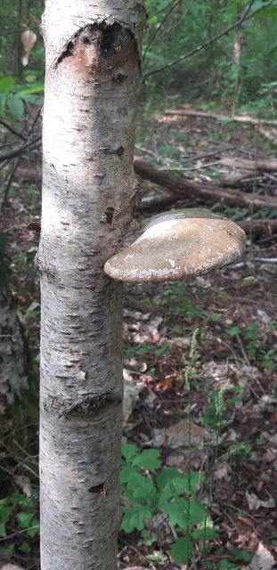 champignon sur un bouleau mort