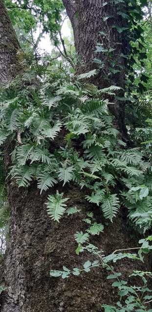 fougeres sur un vieux chêne