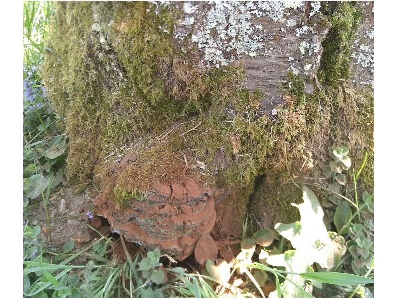 champignon polypre sur un ceriser