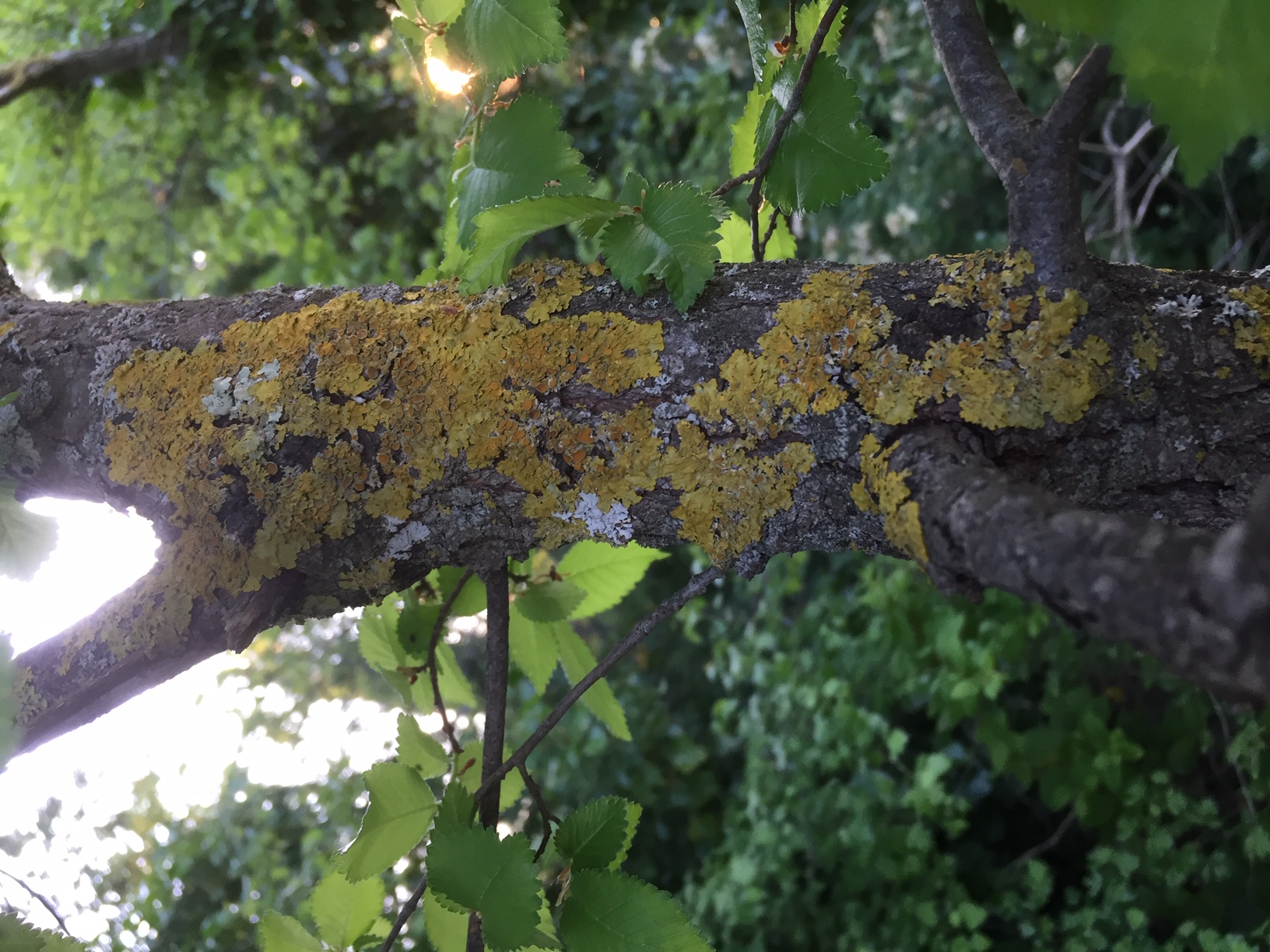 Lichens