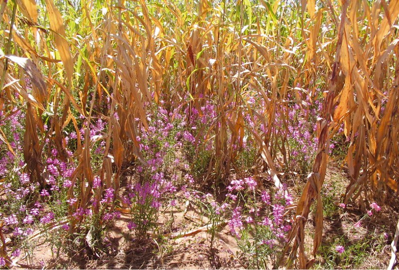 Striga envahissant un champ de Sorgho