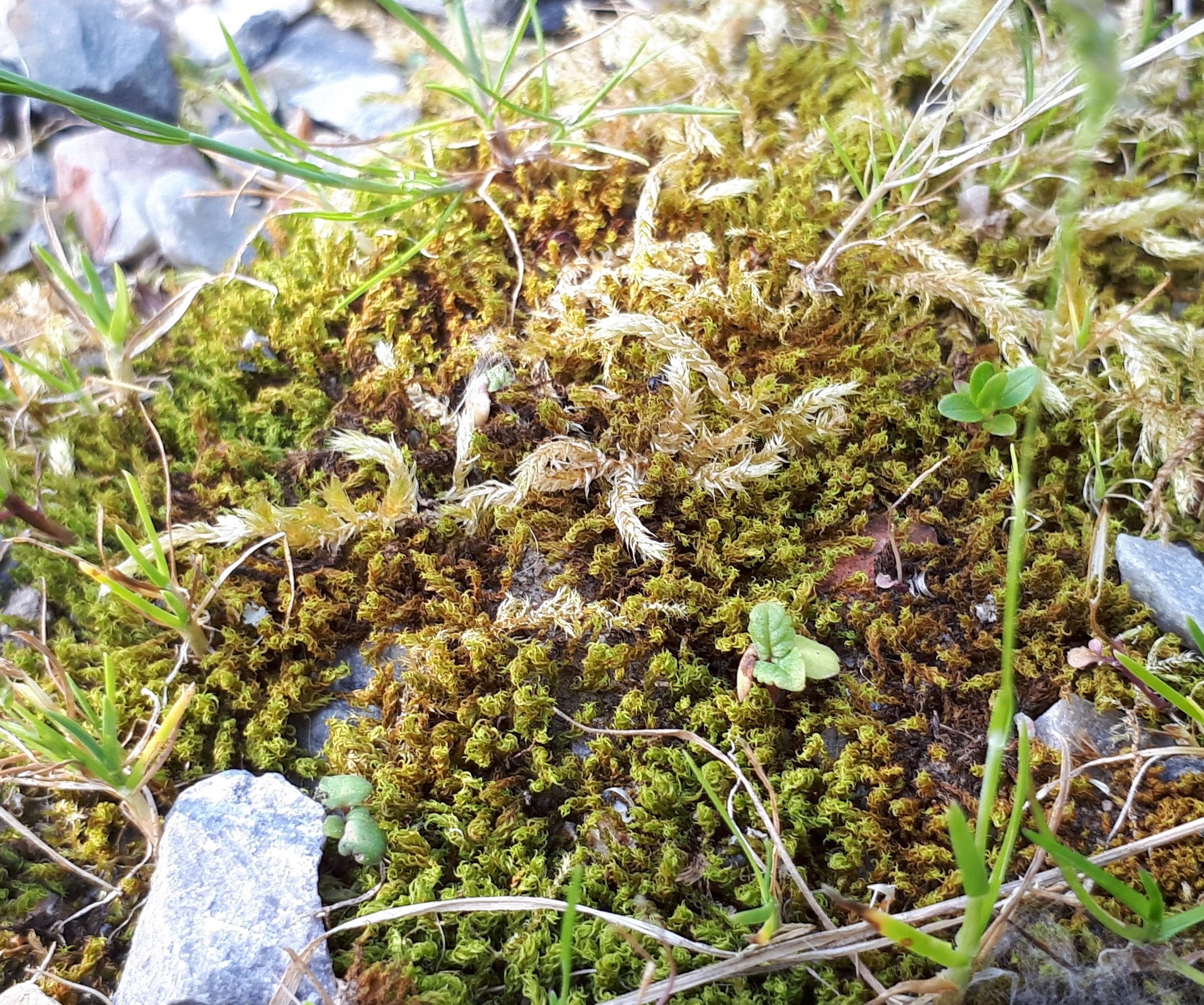 Mousse sur tas de cailloux
