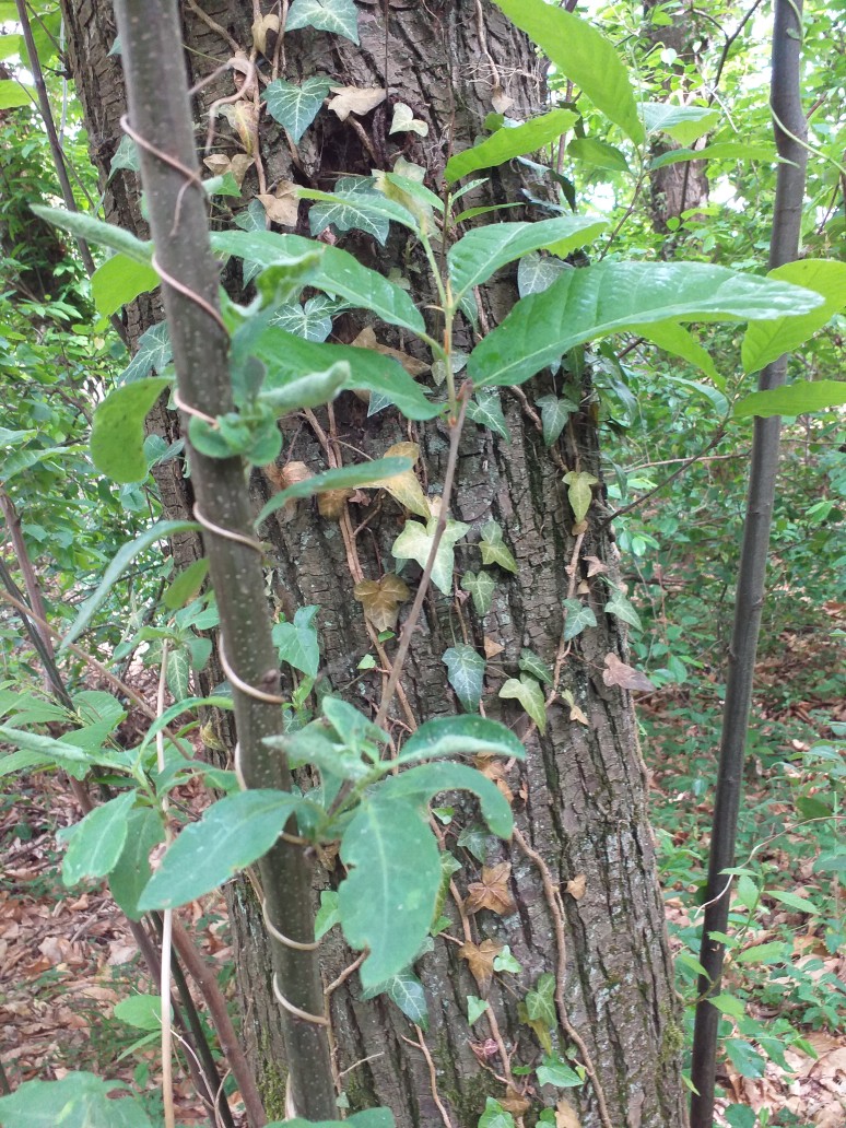 Le chèvrefeuille s'enroule sur le tronc d'un jeune châtaignier