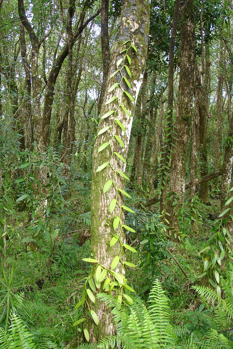 Orchidée vanille sur tronc d'arbre