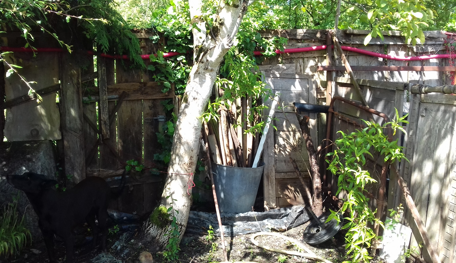 Noyer contre pêcher