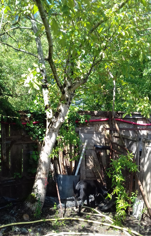 Petit pêcher en sursis