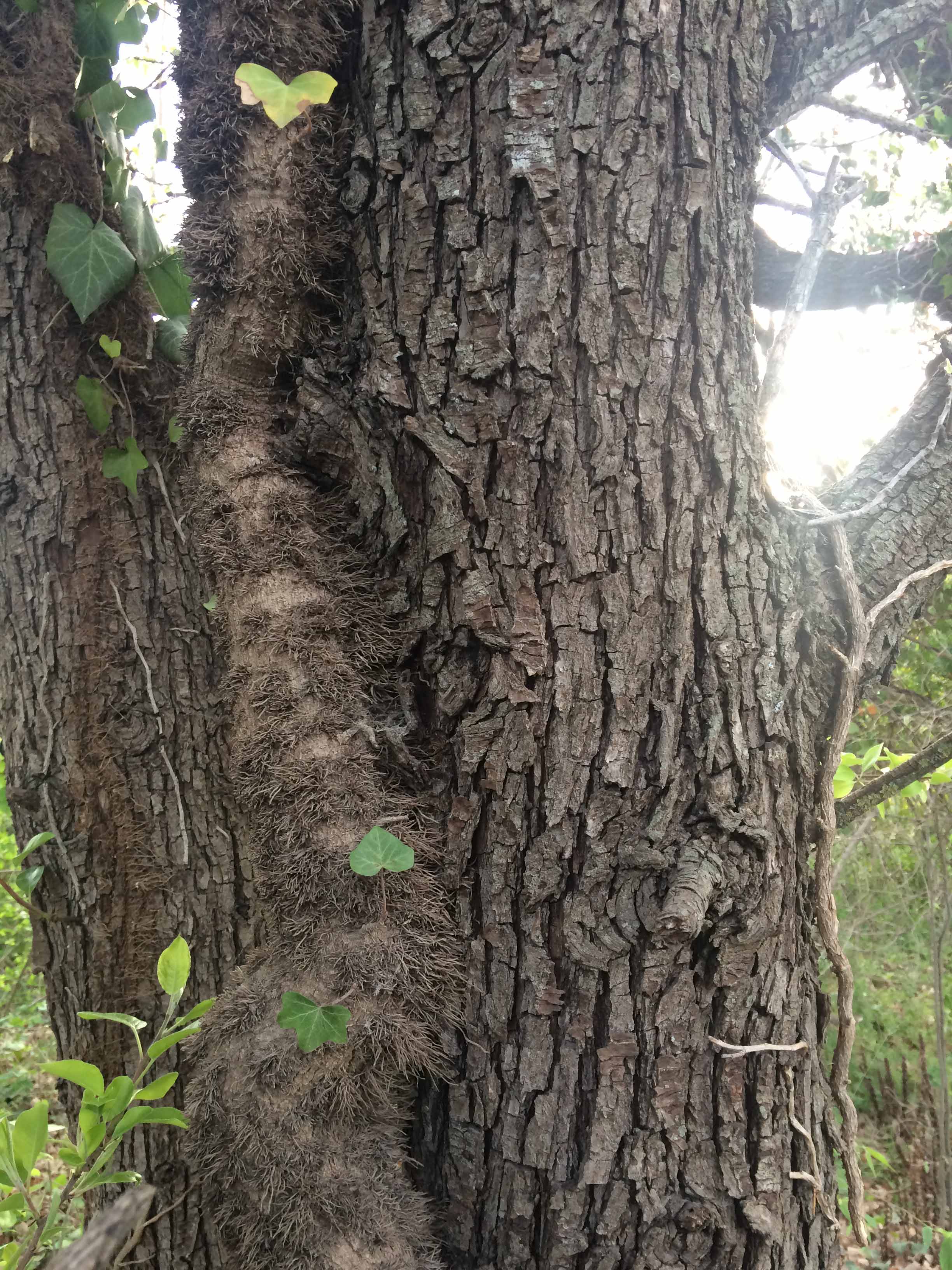 Epiphyitsme - Hedera Helix - poirier sauvage