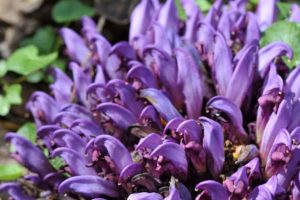 Lathrée clandestine