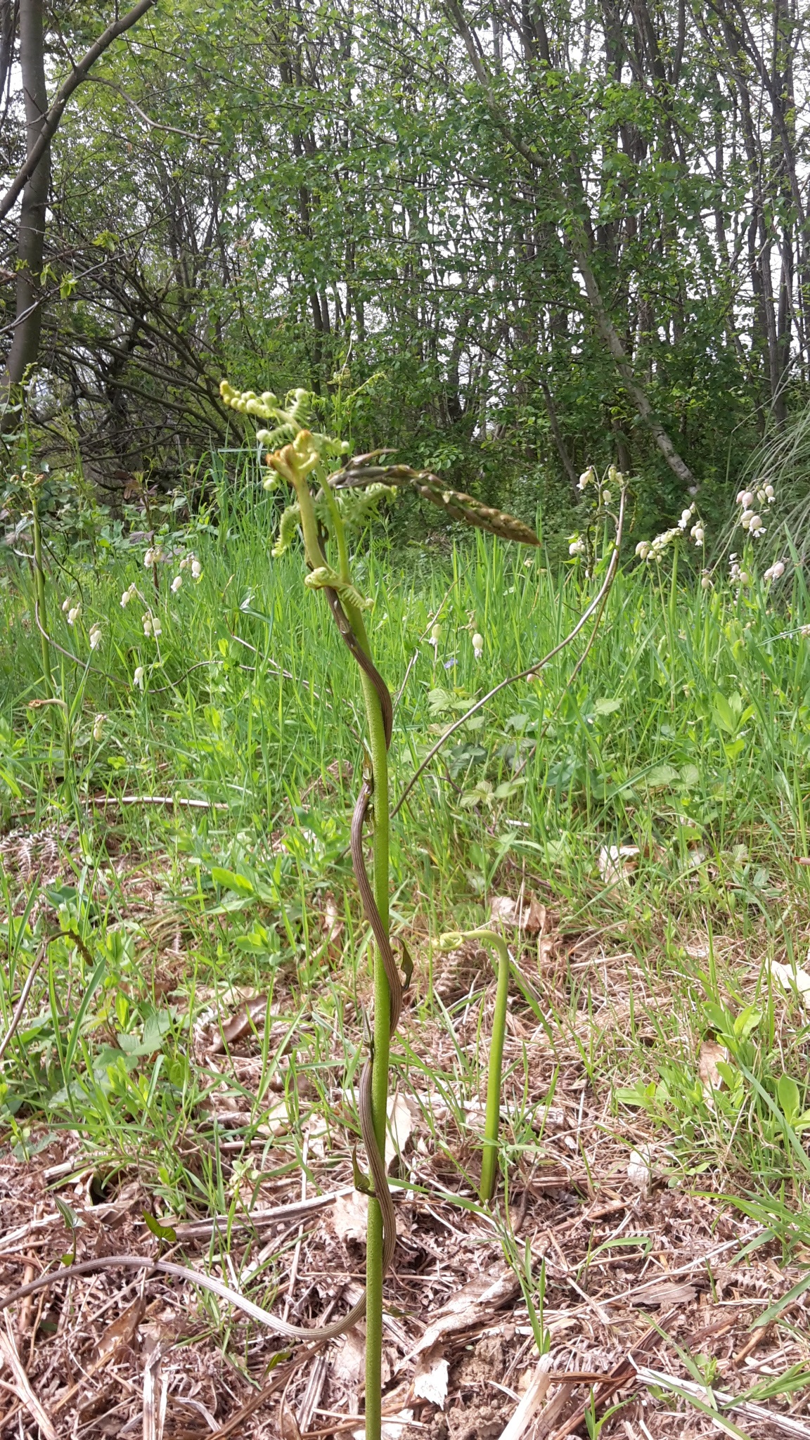 tamier sur une fougere