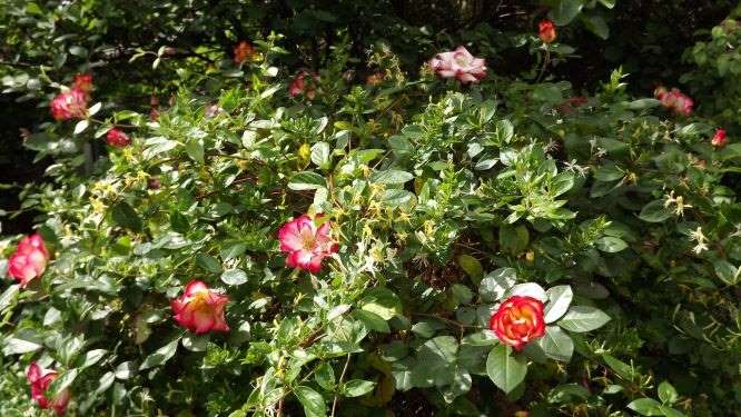 Rosier et chèvrefeuille