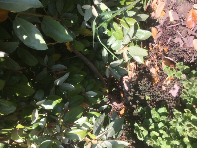 Trèfle au pied de la haie