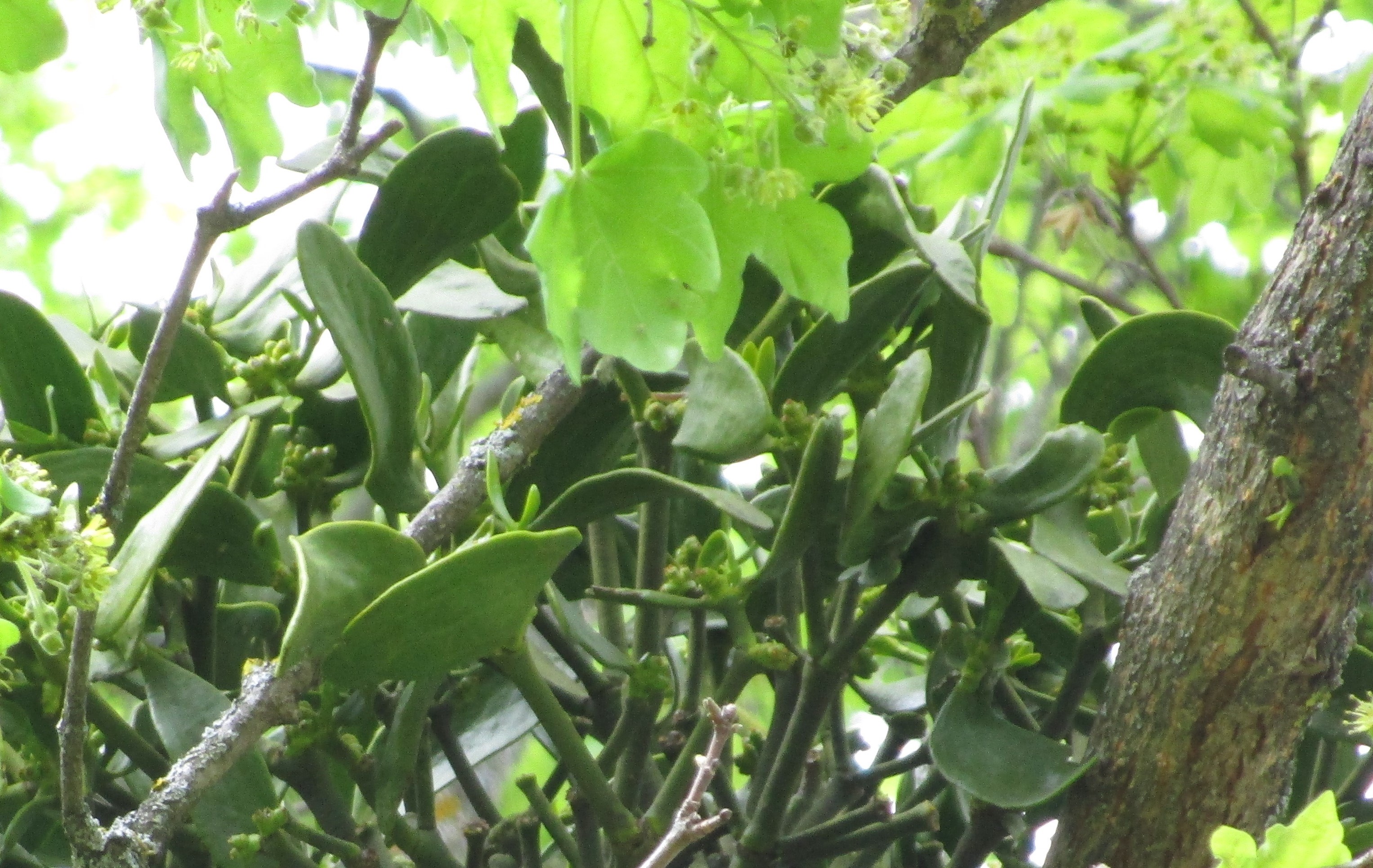 hémiparasitisme du guy