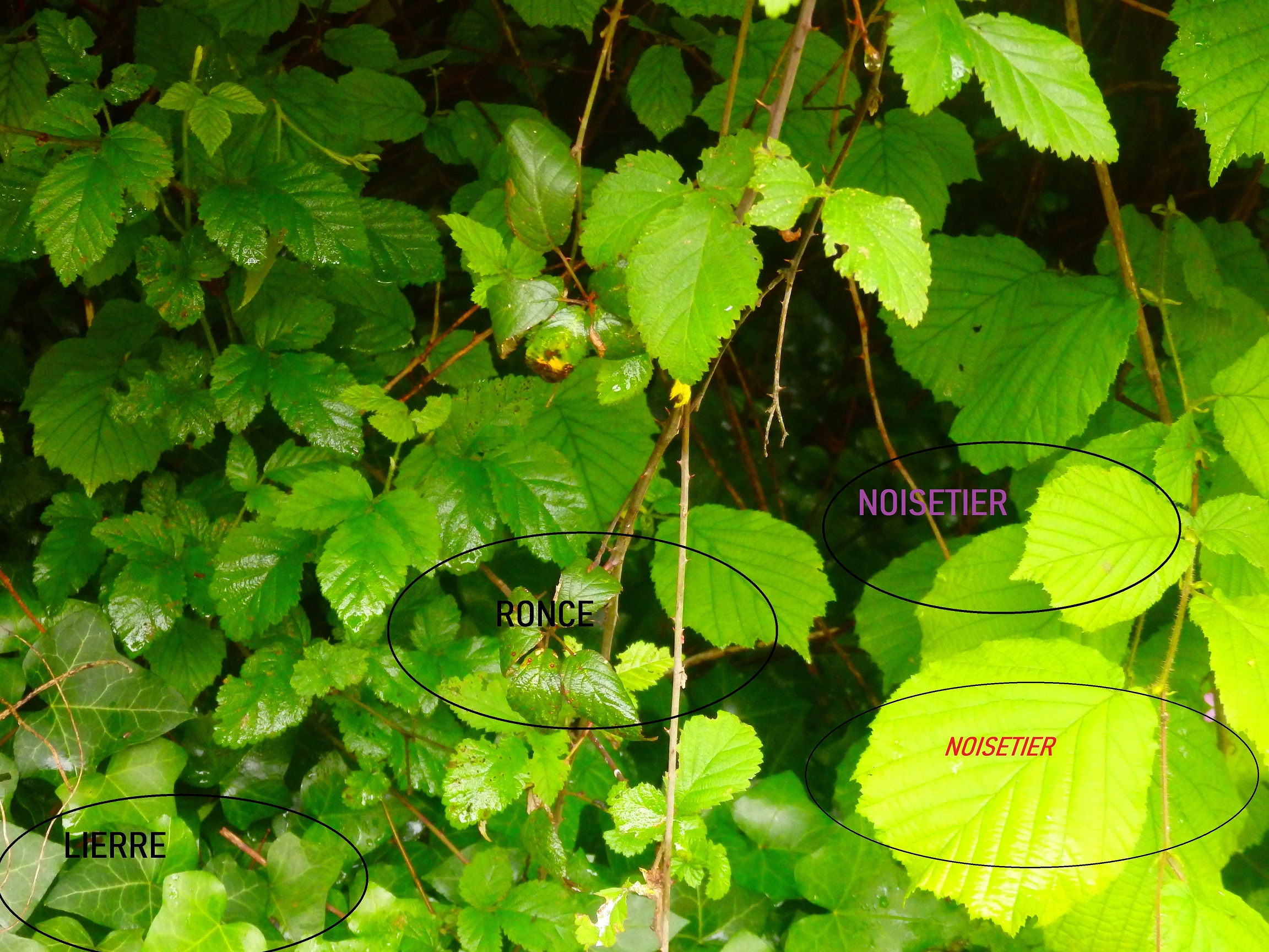 compétition noisetier , mûres, lierre