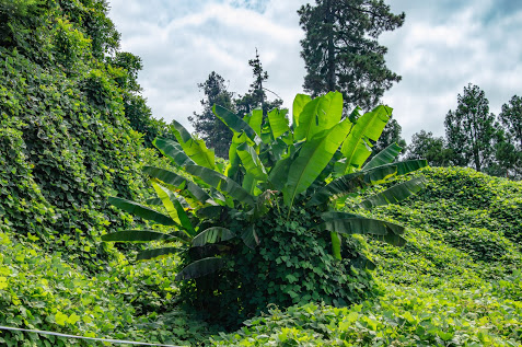 Le Bananier envahi par des plantes parasites
