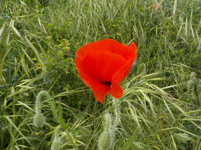 Coquelicot dans un champ de blé
