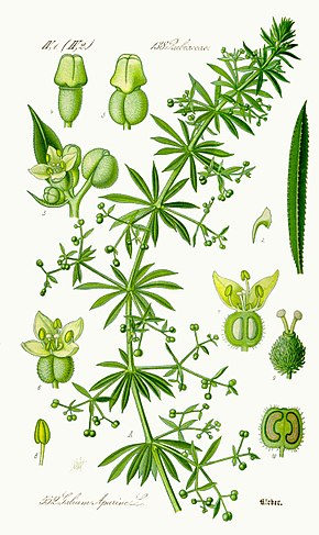 Galium aparine