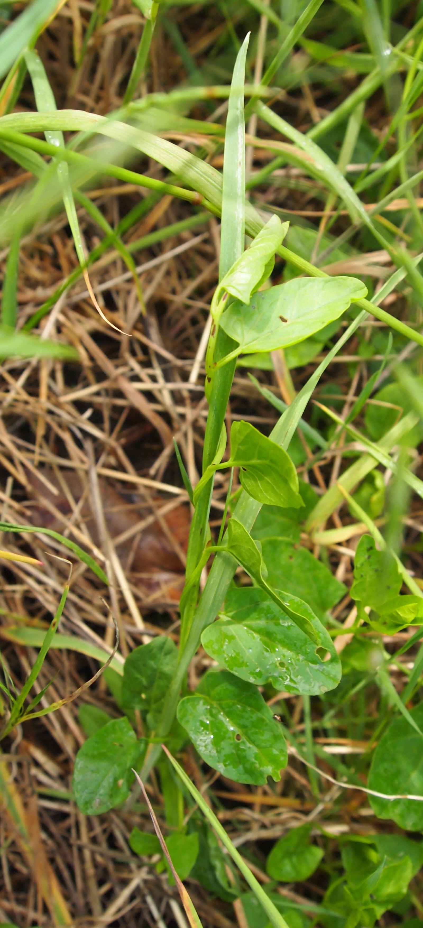 un" liseron" escalade une frèle graminée.