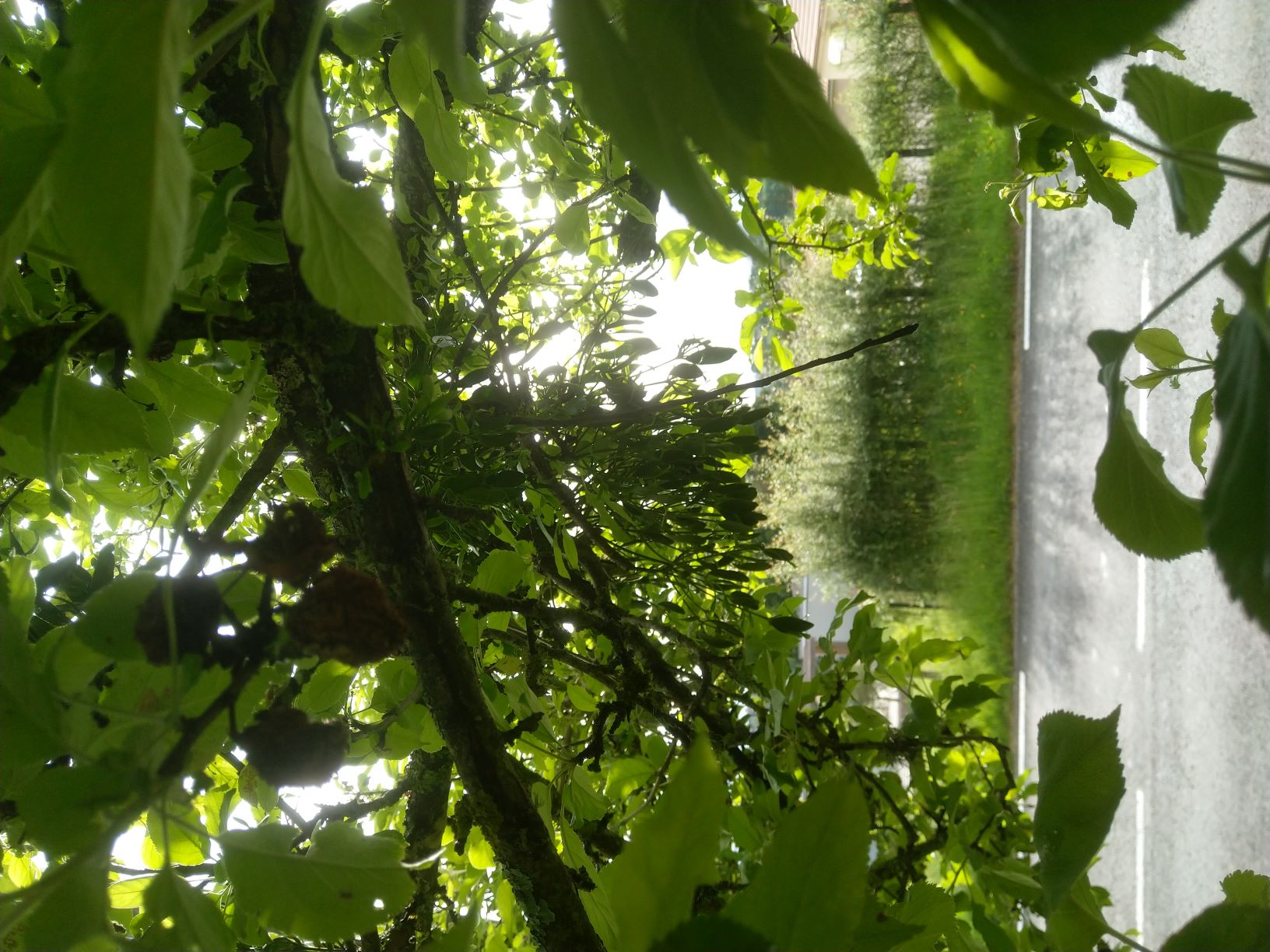 branche de Gui sur le pommier de mon jardin