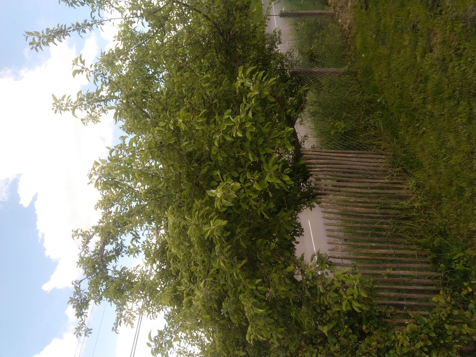 le pommier de mon jardin