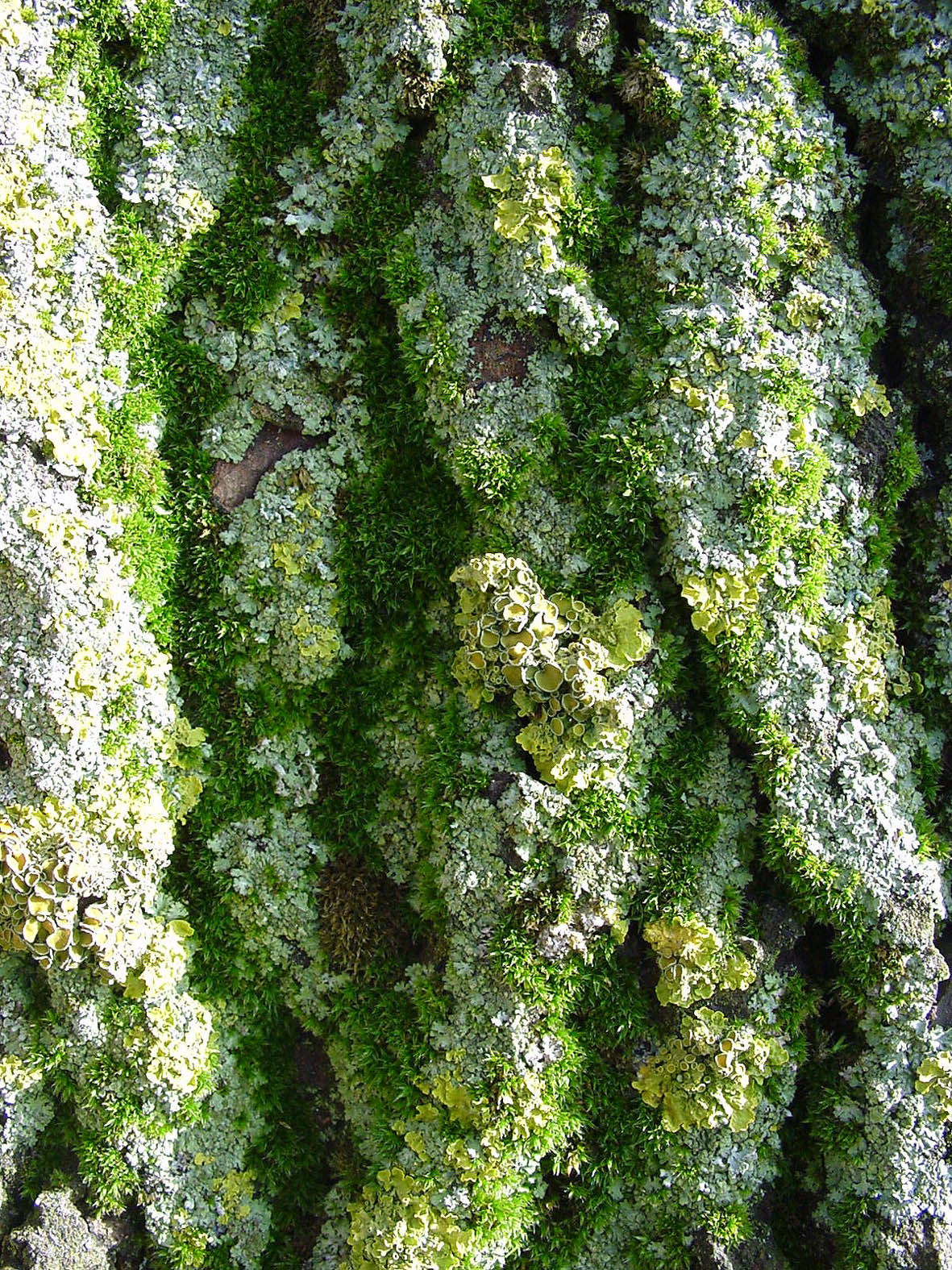 mousses sur tronc de peuplier