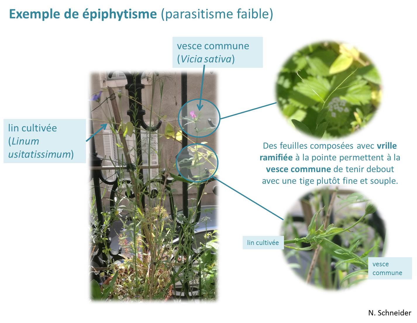 epiphytisme