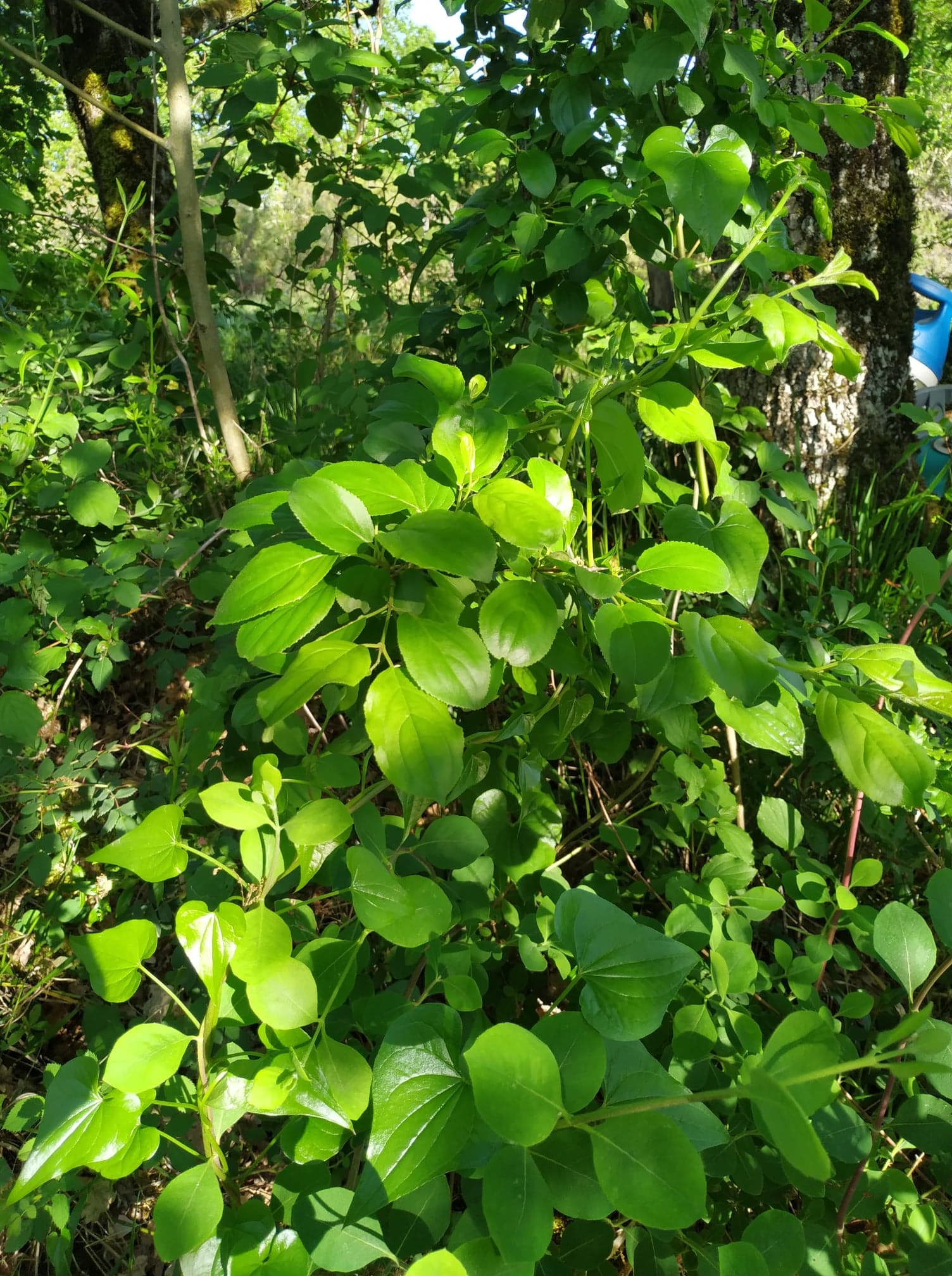 Tamier autour de cornouiller