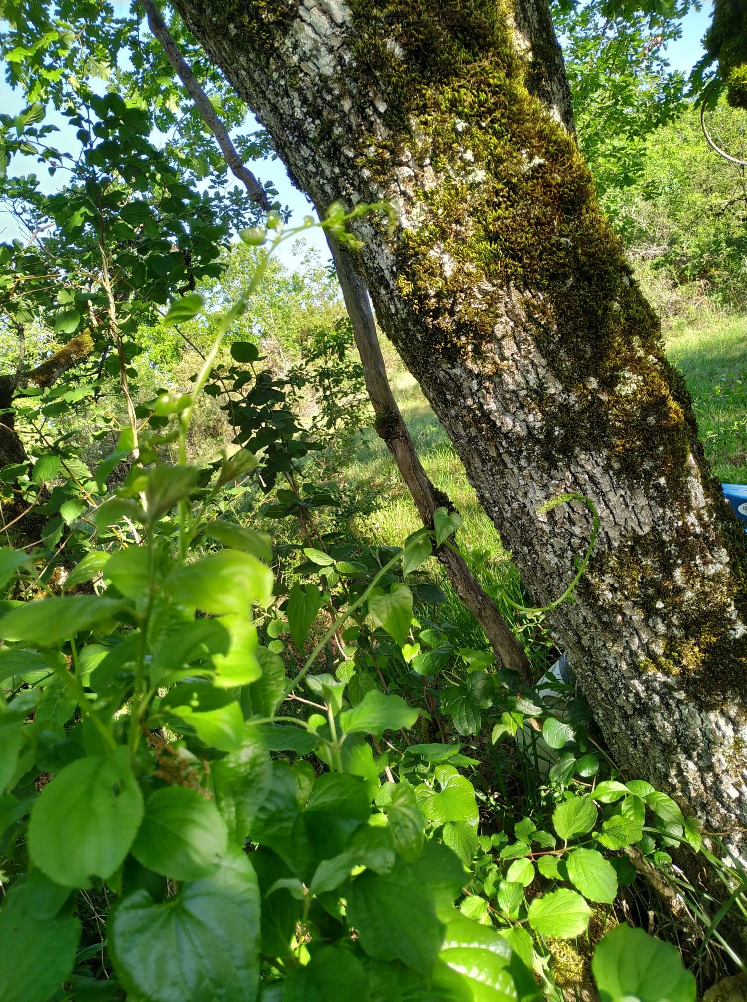 Tamier autour de cornouiller2