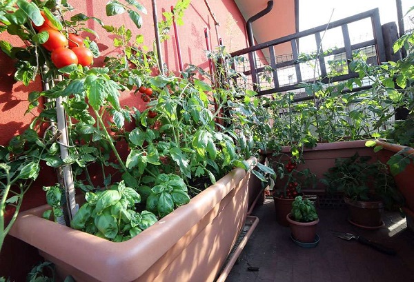 tomates et basilic