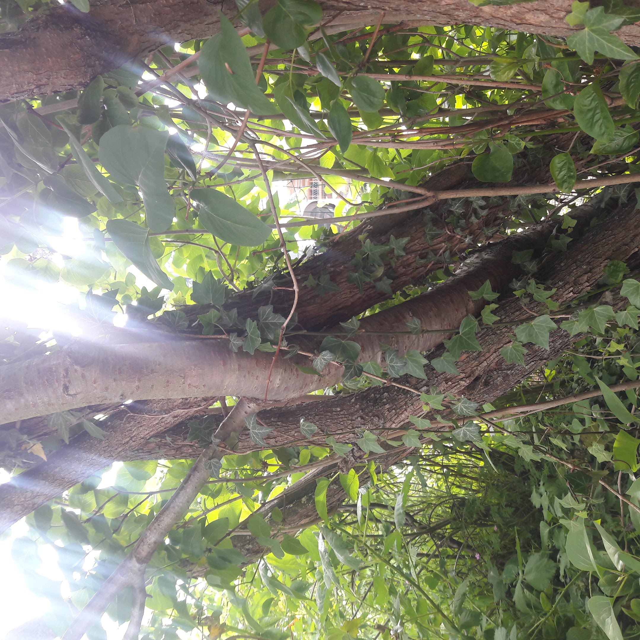 cerisier et lilas et lierre grimpant