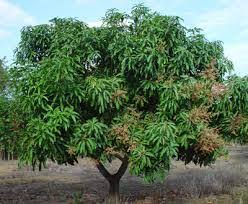 Annexe Manguier.jfif