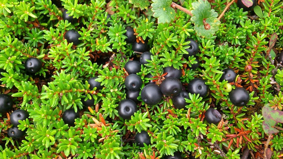 Annexe Camarine noire.JPG