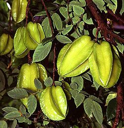 Annexe Averrhoa_carambola2.jpg