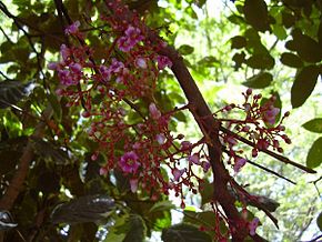 Annexe carambolier.jpg