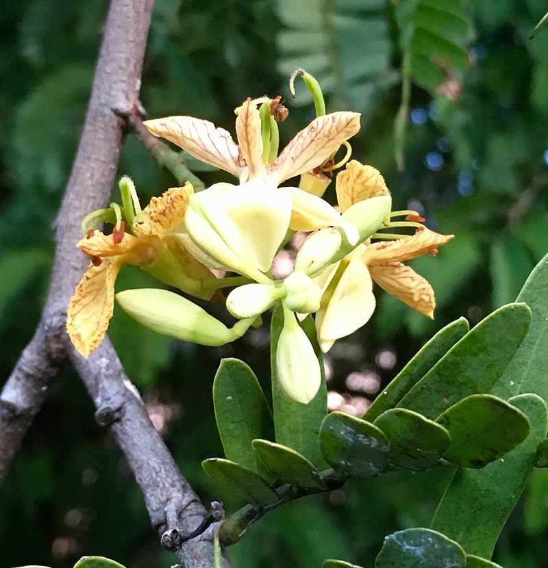 Annexe 800px-Fleurs_tamarinier.jpg