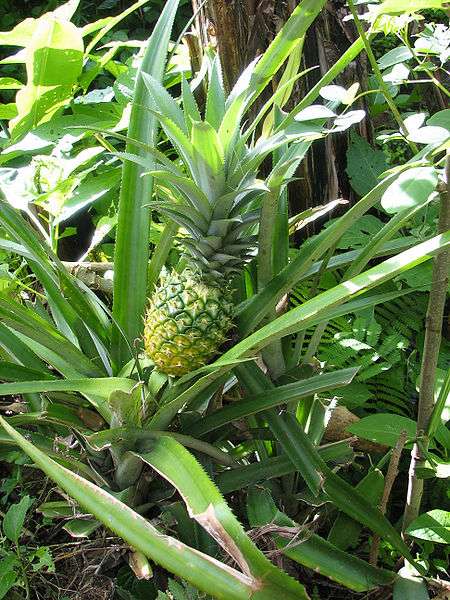 Annexe 1503fe6caa_50035822_ananas-wiki-02.jpg