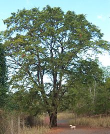 Annexe 220px-Tamarindus_indica_tree.JPG