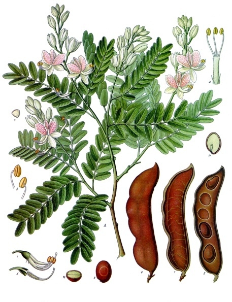 Annexe Tamarindus_indica_-_Köhler–s_Medizinal-Pflanzen-134.jpg