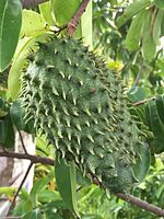 Annexe 150px-Corossol_fruits.jpg