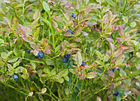 Annexe 200px-Myrtille_Vaccinium_myrtillus.jpg
