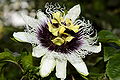 Annexe Passiflora edulis flower - 10_03_27.jpg